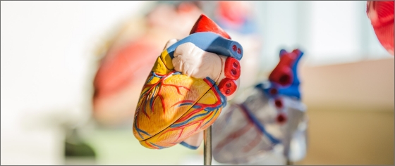 Anatomic model of a human heart